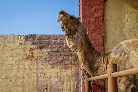 Farmed camel in a pen at the National Research Centre on Camel in Bikaner