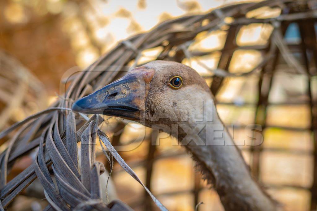 Indian geese on sale in baskets at a live animal market in the city of Imphal in Manipur in the Northeast of India