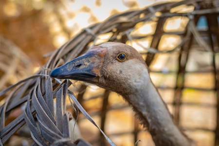 Indian geese on sale in baskets at a live animal market in the city of Imphal in Manipur in the Northeast of India