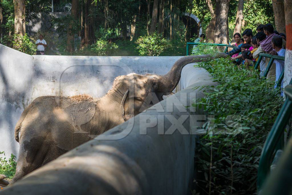 Elephant reaching over wall in Sanjay Gandhi Jaivik Udyan zoo to get food from tourists