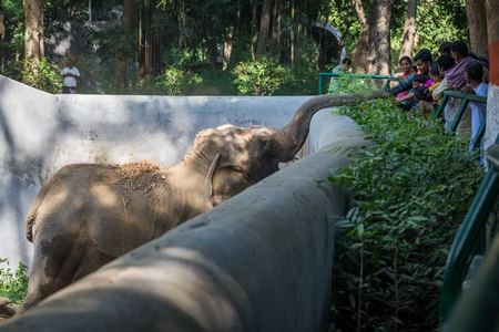 Elephant reaching over wall in Sanjay Gandhi Jaivik Udyan zoo to get food from tourists