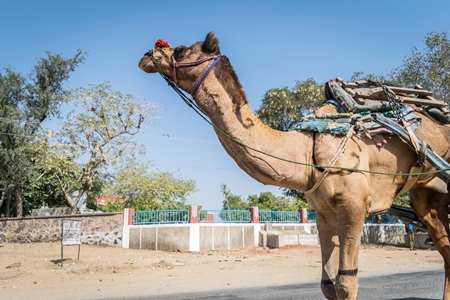 Working camel pulling cart on dusty road in Rajasthan