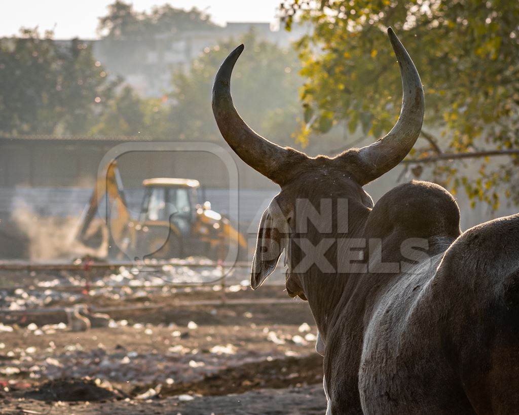 Indian street or stray cow or bullock with large horns on wasteground and garbage dump, Ghazipur, Delhi, India, 2022
