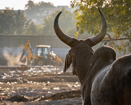 Indian street or stray cow or bullock with large horns on wasteground and garbage dump, Ghazipur, Delhi, India, 2022