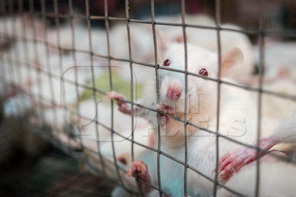 Small white mice in a cage on sale for eating at an exotic market