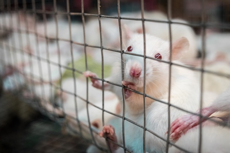 Small white mice in a cage on sale for eating at an exotic market