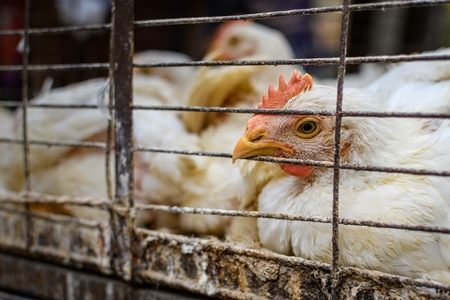 Indian chickens in a cage at a small chicken meat shop in Nizamuddin, Delhi, India, 2023