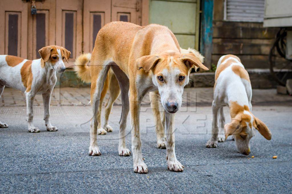 Indian stray or street pariah dogs mother and puppies on road in urban city of Pune, Maharashtra, India, 2021