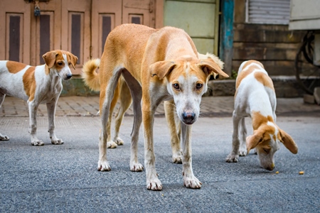 Indian stray or street pariah dogs mother and puppies on road in urban city of Pune, Maharashtra, India, 2021