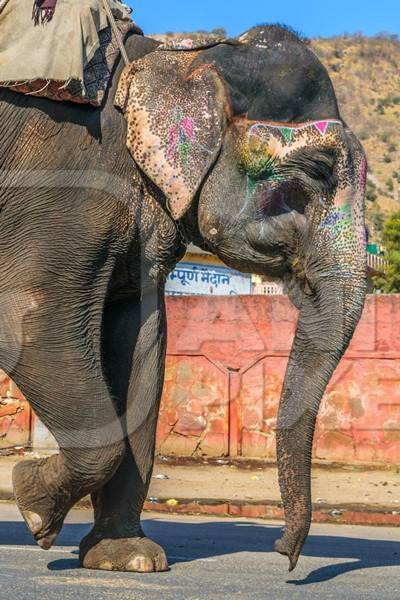 Painted elephant used for entertainment tourist ride walking on street in Ajmer