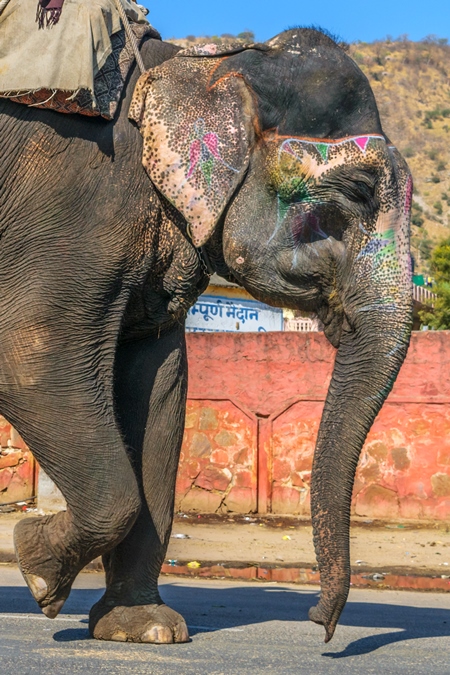 Painted elephant used for entertainment tourist ride walking on street in Ajmer