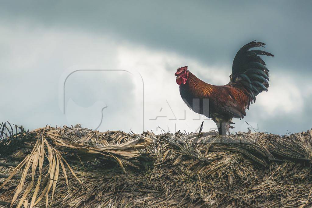 Cockerel sitting on top of a straw thatched hut