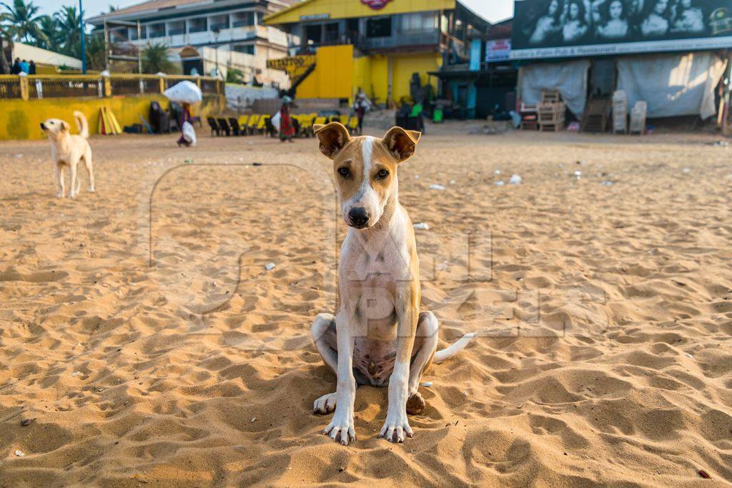 Stray street dog lying on beach in Goa