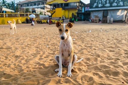 Stray street dog lying on beach in Goa