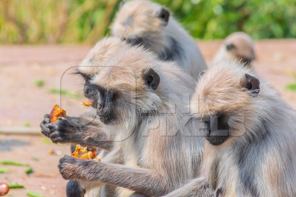 Indian gray or hanuman langur monkey eating in Mandore Gardens in the city of Jodhpur in Rajasthan in India