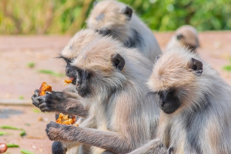 Indian gray or hanuman langur monkey eating in Mandore Gardens in the city of Jodhpur in Rajasthan in India