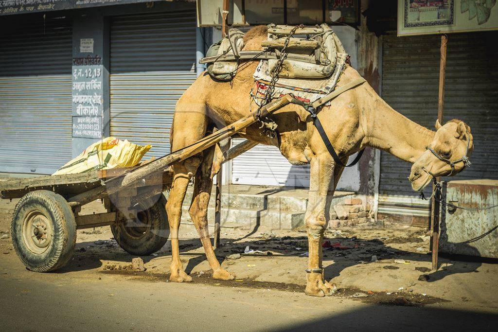 Camel harnessed to cart standing on urban city street