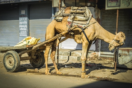 Camel harnessed to cart standing on urban city street