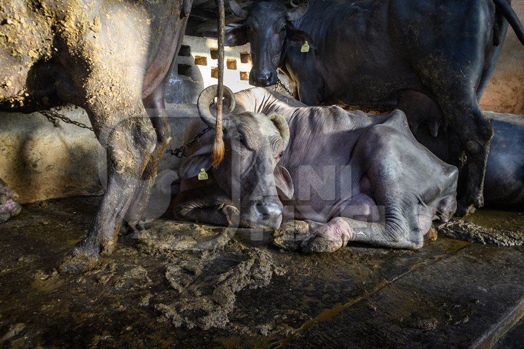 Indian buffaloes lying in dirty and unhygienic conditions while chained up on an urban dairy farm or tabela, Aarey milk colony, Mumbai, India, 2023