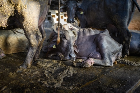 Indian buffaloes lying in dirty and unhygienic conditions while chained up on an urban dairy farm or tabela, Aarey milk colony, Mumbai, India, 2023