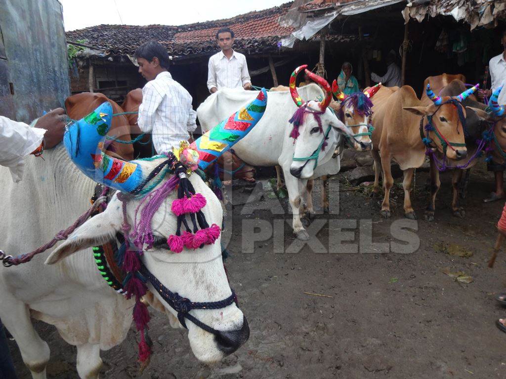 Working Indian bullocks or bulls decorated for Pola festival in Maharashtra, India celebrated by farmers by the worship of the bull