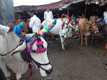 Working Indian bullocks or bulls decorated for Pola festival in Maharashtra, India celebrated by farmers by the worship of the bull