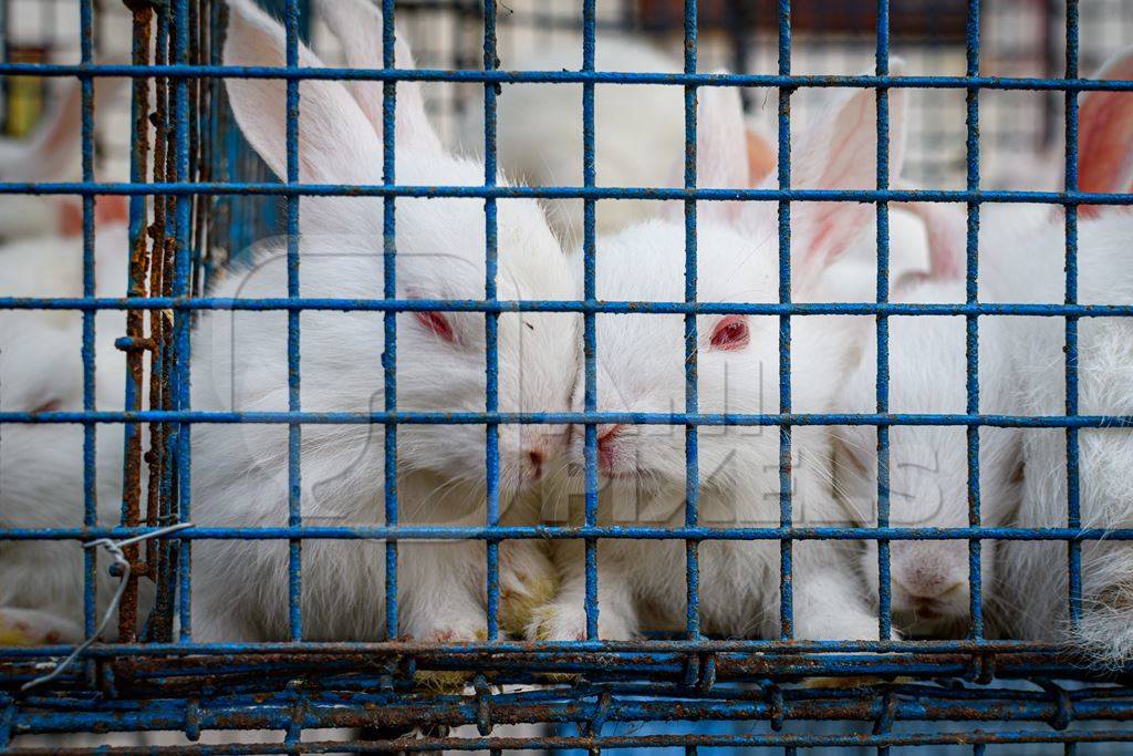 Baby white rabbits in cages on sale as pets at Galiff Street pet market, Kolkata, India, 2022