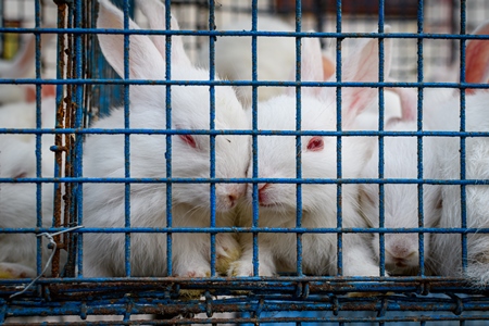 Baby white rabbits in cages on sale as pets at Galiff Street pet market, Kolkata, India, 2022