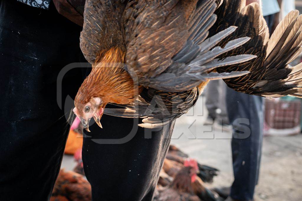 Indian chickens tied together and carried upside down for sale at Wagholi bird market, Pune, Maharashtra, India, 2024