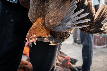 Indian chickens tied together and carried upside down for sale at Wagholi bird market, Pune, Maharashtra, India, 2024