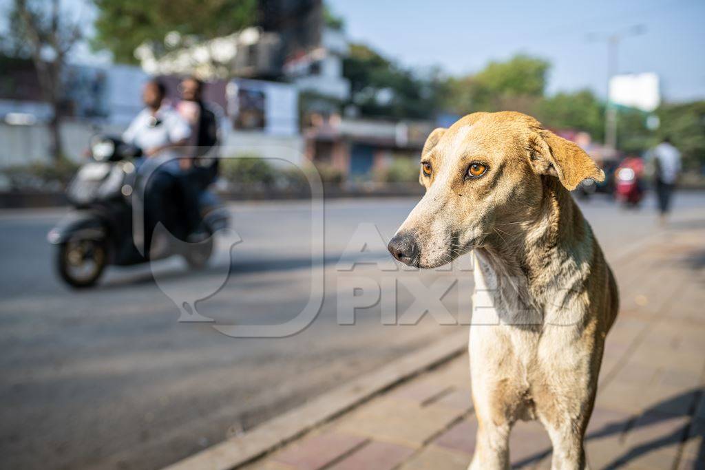 Indian street dog or stray pariah dog standing on the side of the road in the city of Pune, India, 2024