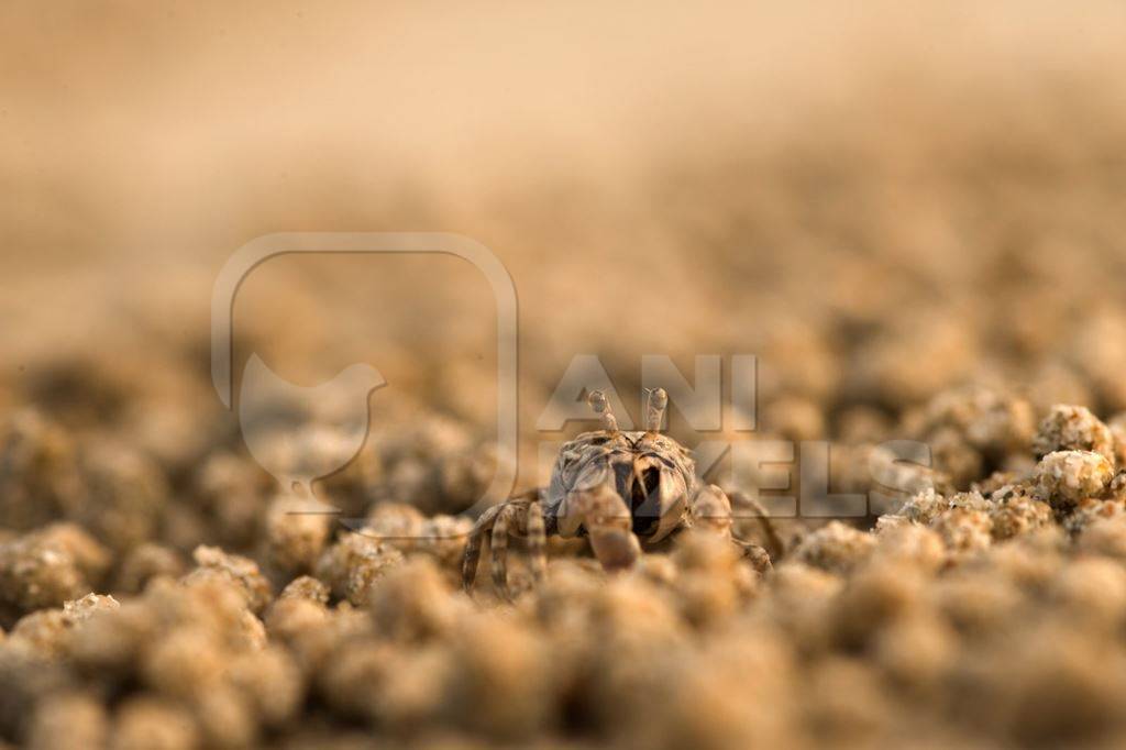 Tiny crab in the sand