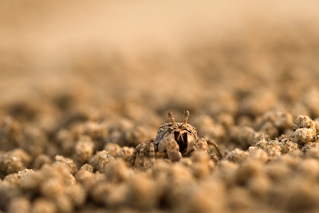 Tiny crab in the sand