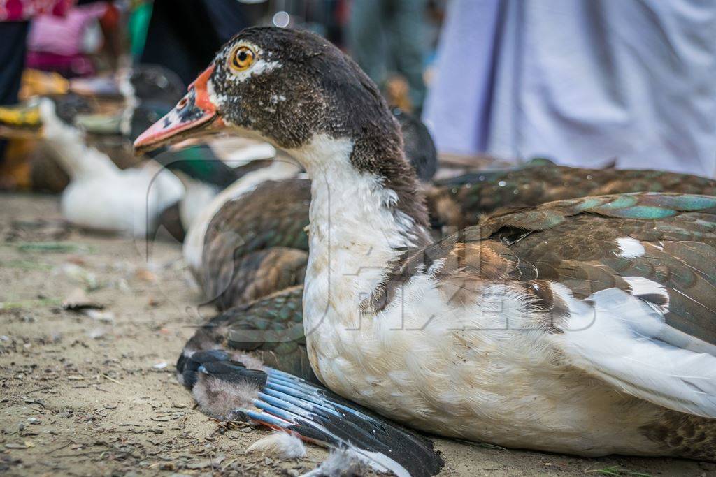 Ducks on sale for meat at an animal market