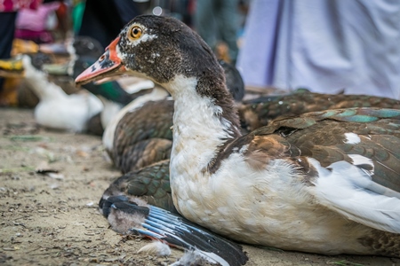 Ducks on sale for meat at an animal market