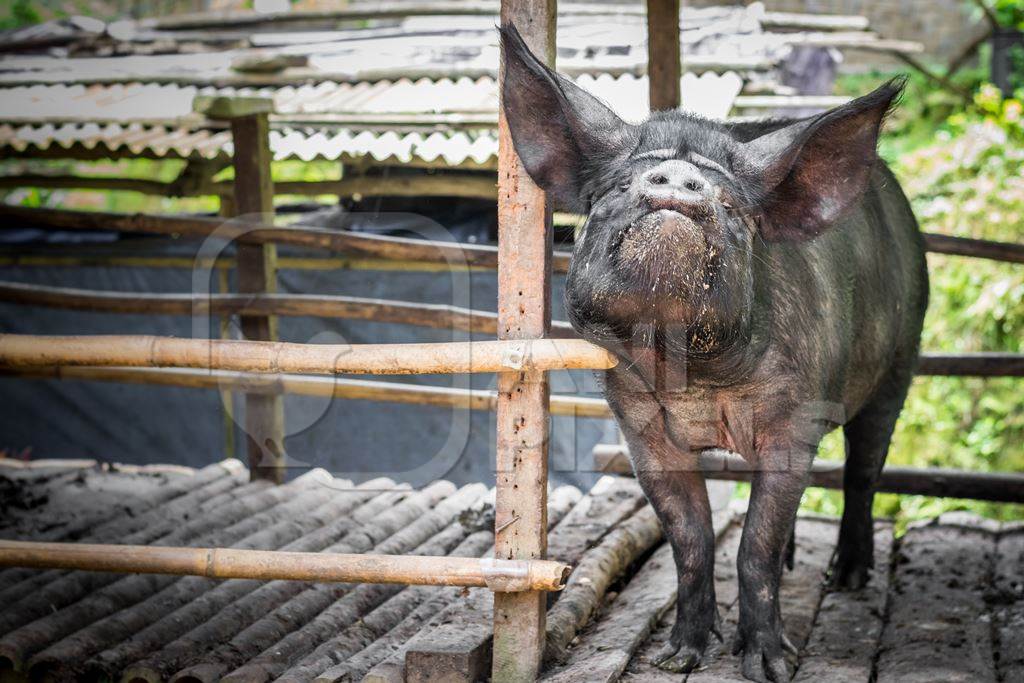 Pig in wooden pig pen on farm in rural Nagaland