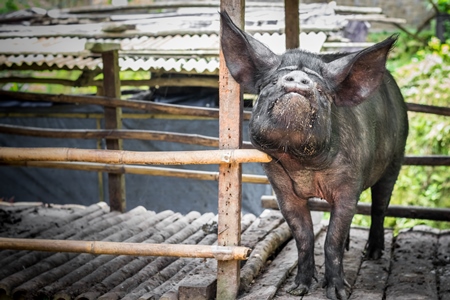 Pig in wooden pig pen on farm in rural Nagaland