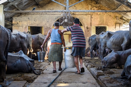 Workers carry milk can between lines of farmed Indian buffaloes on an urban dairy farm or tabela, Aarey milk colony, Mumbai, India, 2023