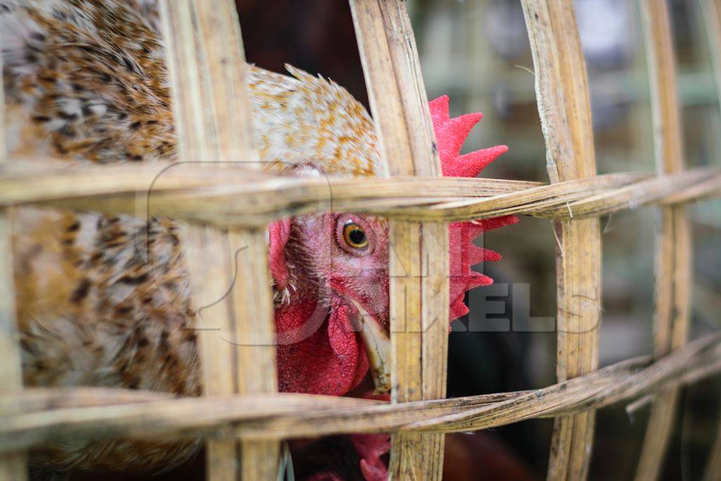 Chickens on sale in bamboo baskets at an animal market