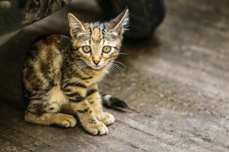 Small cute stray tabby kitten on street in Mumbai