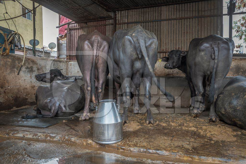Farmed Indian buffaloes on a dark and crowded urban dairy farm in a city in Maharashtra, India