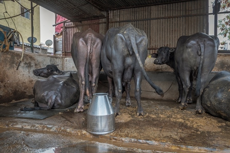 Farmed Indian buffaloes on a dark and crowded urban dairy farm in a city in Maharashtra, India