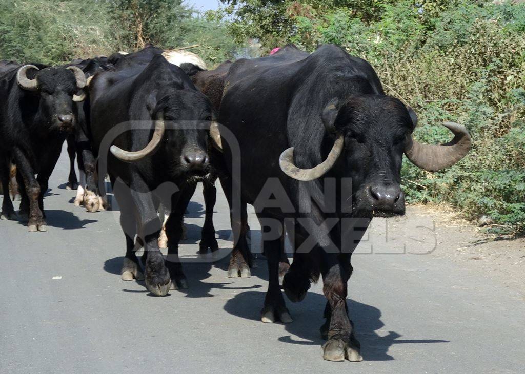 Herd of buffaloes walking down the road in Gujurat