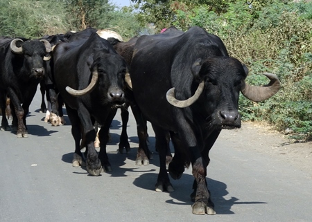 Herd of buffaloes walking down the road in Gujurat