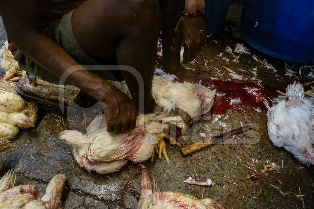 Slaughter workers killing chickens by cutting their throats with knives, at the chicken meat market inside New Market, Kolkata, India, 2022