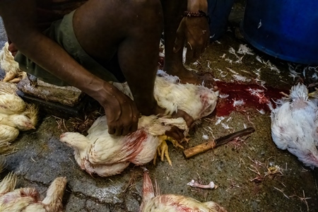 Slaughter workers killing chickens by cutting their throats with knives, at the chicken meat market inside New Market, Kolkata, India, 2022