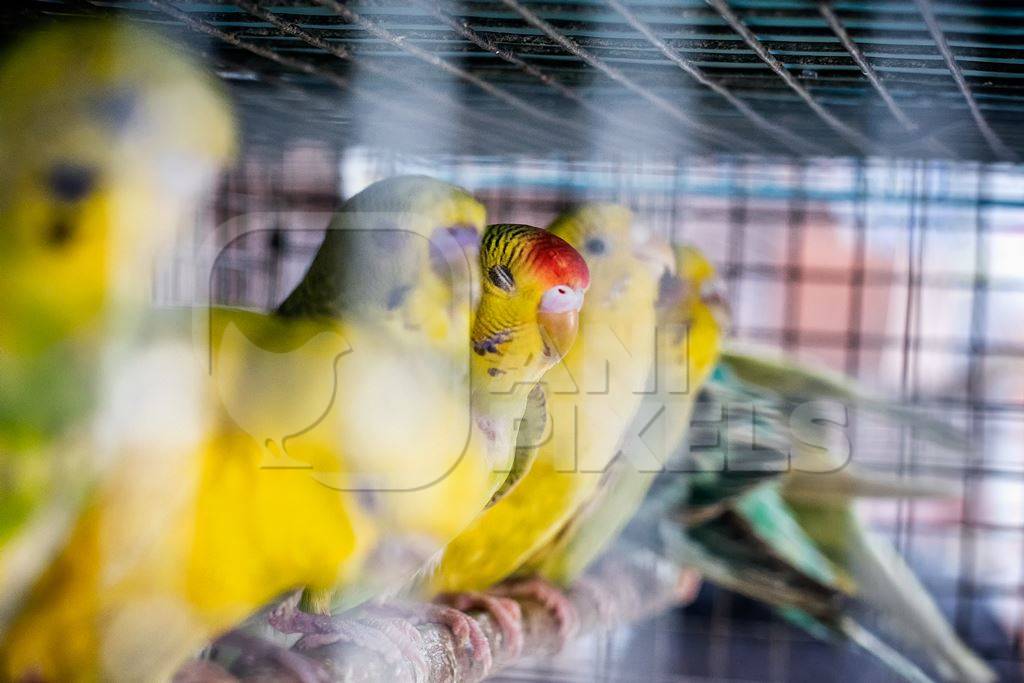 Yellow parakeet budgies in cage on sale at Crawford pet market