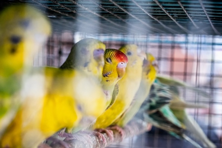 Yellow parakeet budgies in cage on sale at Crawford pet market