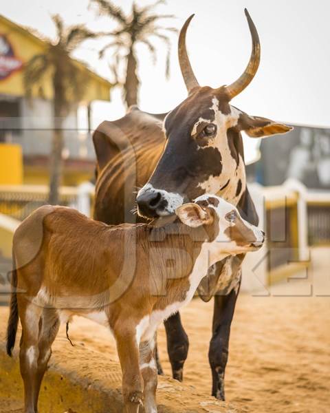 Photo of mother and baby Indian street cow and calf on beach in Goa in India