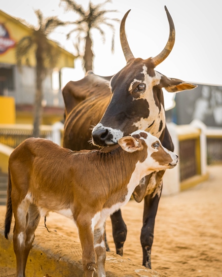 Photo of mother and baby Indian street cow and calf on beach in Goa in India